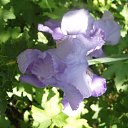 ���� ����)), �����, 40 ��� - ��������� 20 ������ 2009 � ������ ���� �����)�