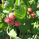 ���� Xameleon, ������, 42 ���� - ��������� 19 ������ 2009 � ������ �������, ������, ������ ���� �� ����������