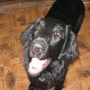 ���� Romantic, ����, 33 ���� - ��������� 2 ������ 2009 � ������ �� � ������