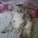 ���� �������, ���������, 52 ���� - ��������� 10 ���� 2013 � ������ ����� ��� ������������