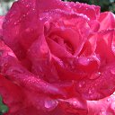 ���� �������, �������, 70 ��� - ��������� 25 �������� 2012 � ������ �������