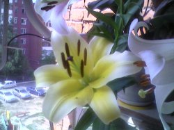 ���� Vic, ���� - ��������� 11 �������� 2011