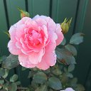 ���� �������, �������, 70 ��� - ��������� 25 �������� 2012 � ������ �������