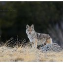 ���� �������, ������, 50 ��� - ��������� 21 ����� 2010 � ������ ������� ��������