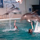 Klaipeda,delfinarium �� ������� ���� ����������