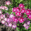 ���� �����, ������ - ��������� 25 ��� 2010 � ������ ���� ������