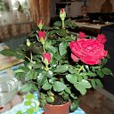 ���������� ��� ������ � ���������� ������� http://vkontakte.ru/app1713637 �� ������� ���� ����������