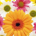 ���� ������, �����������, 59 ��� - ��������� 19 ������� 2012 � ������ ���� ����������