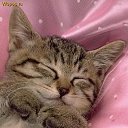 ���� ����, ������ - ��������� 8 ���� 2012 � ������ ���� ����������