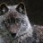 ���� Lonely Wolf, ������, 46 ��� - ��������� 15 ������� 2011