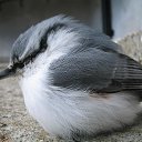 ���� ��������, �������������-����������, 70 ��� - ��������� 1 ������� 2012 � ������ ������� co c�������