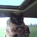 ���� ����� ���� �� ������� ���� ���