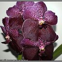 ���� ����, �������, 55 ��� - ��������� 26 ������� 2011 � ������ �PetLove�