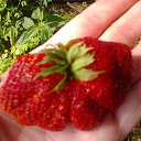 ���� ��������, ��������, 55 ��� - ��������� 26 ���� 2012 � ������ �������