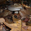 ���� �����, �������, 44 ���� - ��������� 27 ������� 2009 � ������ �������