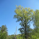 ���� �������, ������, 60 ��� - ��������� 14 �������� 2010 � ������ ���������� ������