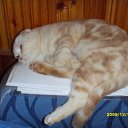  ,  , 33  -  27  2009    