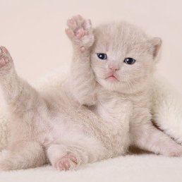 ���� ���������, ������, 65 ��� - ��������� 19 ������ 2012