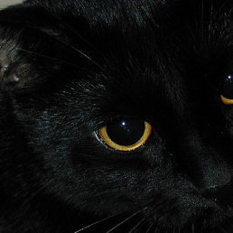 �������, ������, 51 ���