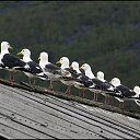 ��������� � ������ ��� ������������� �� ������� �Foto Sympathy�