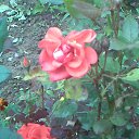 ���� Larka, ������, 52 ���� - ��������� 11 ������ 2012 � ������ ���� ����������