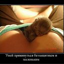 ���� ���������, ������, 44 ���� - ��������� 7 ����� 2012 � ������ �Avataria�