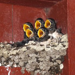 ���� Liviu, �������, 26 ��� - ��������� 15 ������� 2012