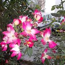 ���� ����, �����, 60 ��� - ��������� 9 ���� 2012 � ������ ��Ψ ����������� � ������ܻ