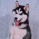 ���� "@����", �����-���������, 25 ��� - ��������� 6 ������� 2010 � ������ ��@��� �@��� �@��Ȼ