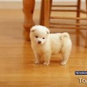 ���� ����, ������, 24 ���� - ��������� 13 �������� 2011 � ������ �PetLove�