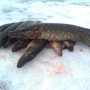 ���� ���������- ���� �������� !!, ������ - ��������� 11 ������� 2013 � ������ �11 ������� 2013�!!!!!�