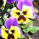 ���� Olga, ������� - ��������� 3 ���� 2013