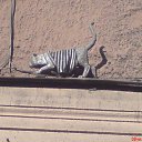 ������..))))) �� ������� �������