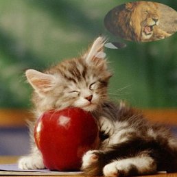 �����, ������ ��������, 47 ���