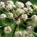 ���� ���������, ������, 71 ��� - ��������� 1 ������ 2012 � ������ ������������� ��� � �������.�