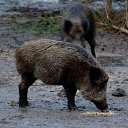 ������ �� ������� ��������