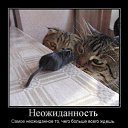  Nataly, , 52  -  18  2010   Funny Cats