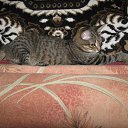 ���� ��������, ����� - ��������� 26 ������ 2010 � ������ ���� ��������