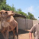 �������� �������� � ....���������� Camel )) �� ������� ���� ����������