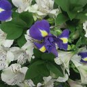 ���� �������, ������, 56 ��� - ��������� 28 ����� 2011 � ������ ��������