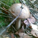 ���� ����, �����-���������, 55 ��� - ��������� 15 �������� 2010 � ������ ���� ����� 2010�