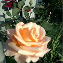 ���� �������, ������, 57 ��� - ��������� 14 ���� 2012 � ������ ���� ������