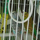  D.s., , 38  -  7  2013    2006,  ( .)