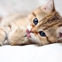 ���� ((�������)), ������, 41 ��� - ��������� 25 ������� 2010 � ������ ���Ȼ