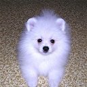 ���� ������, ���������, 41 ��� - ��������� 22 ������� 2012