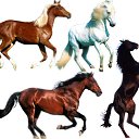 ���� "@����", �����-���������, 25 ��� - ��������� 26 ��� 2010 � ������ �������