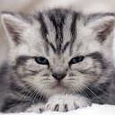 ���� ����� (=^.^=)_____?, �������� - ��������� 9 ������� 2013 � ������ ���� ����������