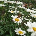 ���� ����)), �����, 40 ��� - ��������� 21 ������ 2009 � ������ ���� �����)�