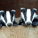 ���� ������, ������� �����, 52 ���� - ��������� 1 ����� 2013 � ������ ���� ����������