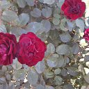 ���� �������, ������, 57 ��� - ��������� 14 ���� 2012 � ������ ���� ������